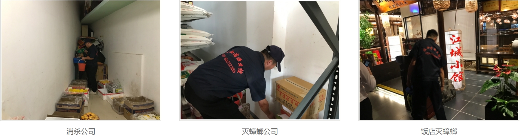 西安滅蟑螂公司